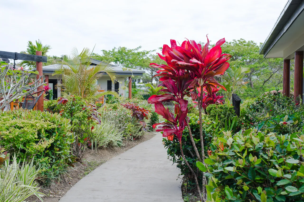 Red tropical foliage beside a garden path
